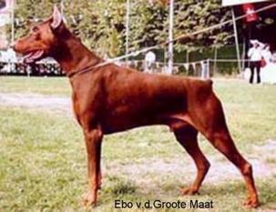 Ebo van de Groote Maat Ebo van de Groote Maat