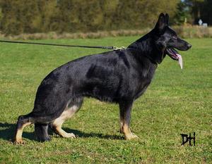 Kato z Noveho Draka Kato z Noveho Draka