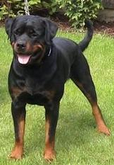 Enzo von Bickesheim Enzo von Bickesheim