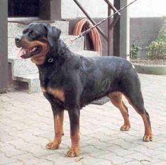Sina von Bickesheim Sina von Bickesheim