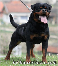 Prince Haus of Lazic Prince Haus of Lazic