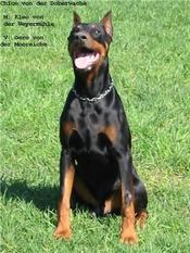 Chico von der Doberwache Chico von der Doberwache