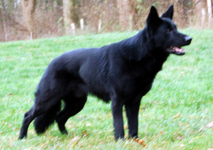 Bollo von Skandinavika Bollo von Skandinavika