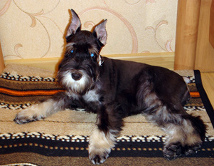 Pleskov's Zaika Zaznaika Pleskov's Zaika Zaznaika