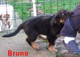 Bruno von der Waldlichtung Bruno von der Waldlichtung