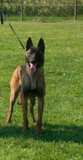 Filou des Lycans d'Arget Filou des Lycans d'Arget