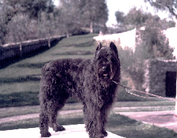 Fripon de la Belle Thudine