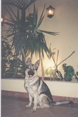 Duke von den Welfen Duke von den Welfen