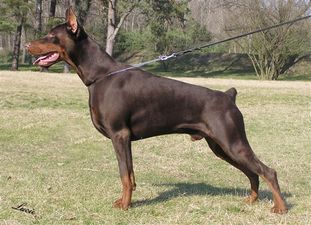 Tahi-Reme Diablo Tahi-Reme Diablo