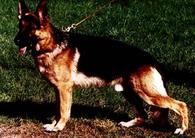 dog image background