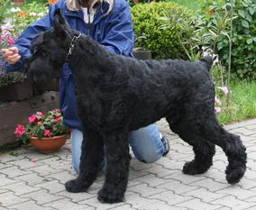 Hatten's Levi by Frankenfurt Hatten's Levi by Frankenfurt