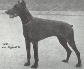 Falko von Hagenstolz Falko von Hagenstolz