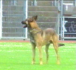 Dino LOE 860652 (Atienzar) Dino LOE 860652 (Atienzar)