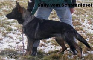 Sally vom Schäferliesel Sally vom Schäferliesel