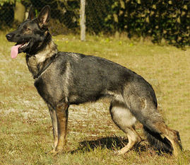 Ceasy von Sandokan Ceasy von Sandokan