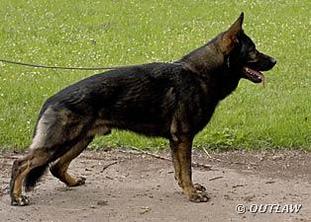 Duke vom Schäferliesel Duke vom Schäferliesel