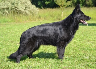 Dakota vom Lappwald Dakota vom Lappwald