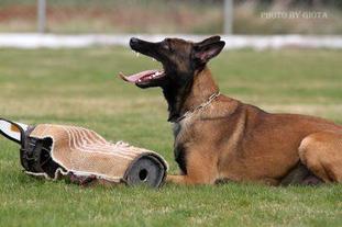 Ager Veranis K-9 Dog Center Ager Veranis K-9 Dog Center