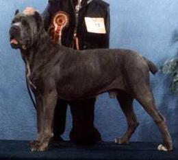Paco Dell Antico Cerberus Paco Dell Antico Cerberus