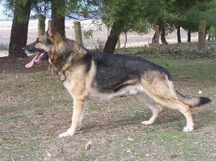 Iko von der Grenzheide Iko von der Grenzheide