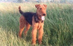 Zara von der Heinrichsburg Zara von der Heinrichsburg
