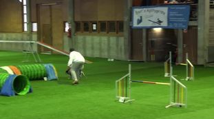 Hit of little willy willys Hit of little willy willys