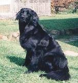 Bild von Aske vom Elbflorenz