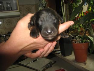 Henry vom Schondratal Henry vom Schondratal
