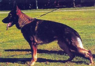 Tyson von der Kine Tyson von der Kine