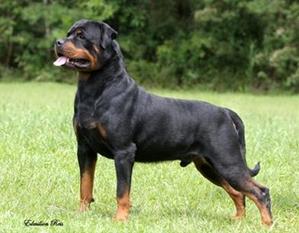 Brutus Andora von Olivio Brutus Andora von Olivio