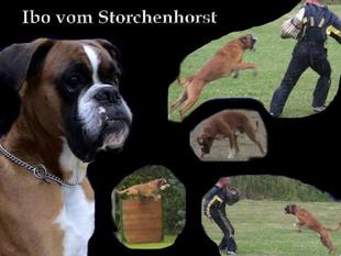 Ibo vom Storchenhorst Ibo vom Storchenhorst