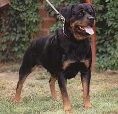 Hera (JRSp 80392 Rott) Hera (JRSp 80392 Rott)