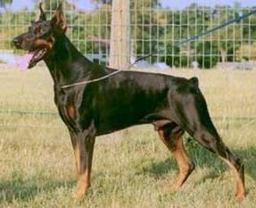 Hank von Treu Hank von Treu