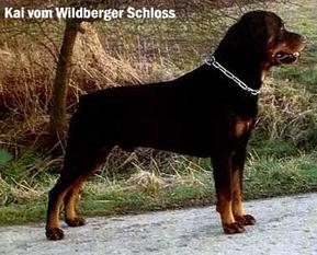 Kai vom Wildberger Schloss Kai vom Wildberger Schloss