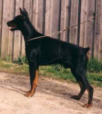 Yago von Bayern Yago von Bayern