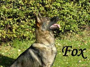 Fox von Dulmenni Fox von Dulmenni