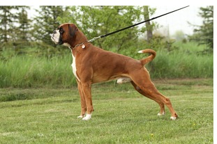 Dakota von Maria Anzbach Dakota von Maria Anzbach