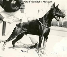 Graaf Gunther van Krassum Graaf Gunther van Krassum
