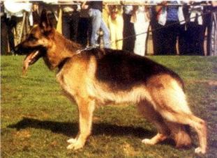 Ursa von der Wienerau Ursa von der Wienerau