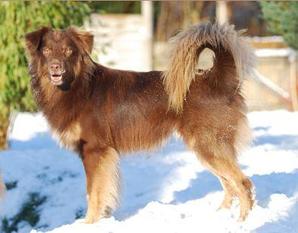 Cape Canis BJ Cape Canis BJ