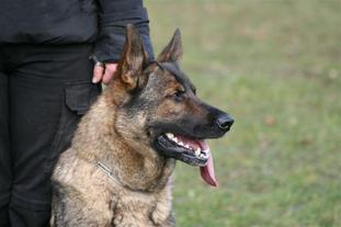 Anja von der Sperberquelle Anja von der Sperberquelle
