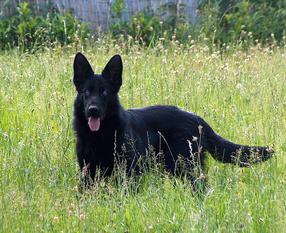Blacky vom Burbacher-Bruch Blacky vom Burbacher-Bruch
