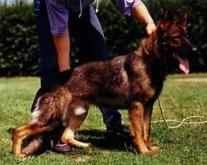 Astor vom Ursprung Astor vom Ursprung