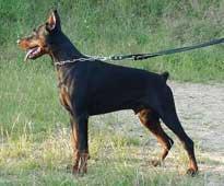 Gosty (CKC 1076199) Gosty (CKC 1076199)