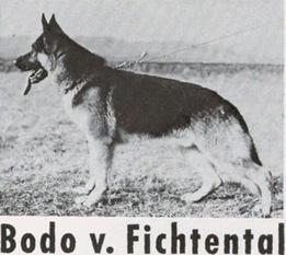 Bodo vom Fichtental Bodo vom Fichtental