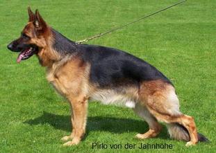 Pirlo von der Jahnhöhe Pirlo von der Jahnhöhe