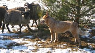 Saga Astra Canina Saga Astra Canina