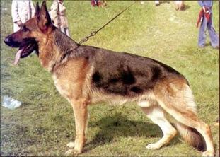 Irk von der Wienerau Irk von der Wienerau