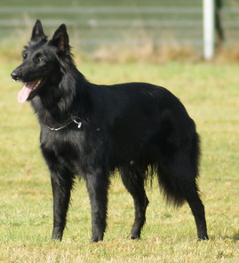 Sergeant Daisy Sergeant Daisy
