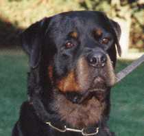 Filou von der Bleichstrasse Filou von der Bleichstrasse